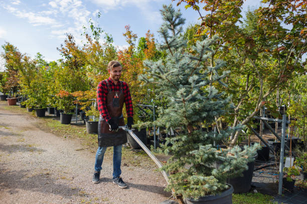 How Our Tree Care Process Works  in Coachella, CA